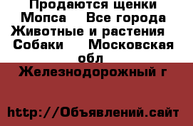 Продаются щенки Мопса. - Все города Животные и растения » Собаки   . Московская обл.,Железнодорожный г.